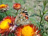 pictures of tiger butterfly