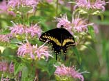 pictures of Black swallowtai butterfly
