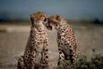 Picture of a couple of cheetahs