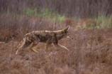 pictures of a running coyote