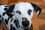 pictures of a dog dalmatians