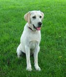 pictures of white labrador