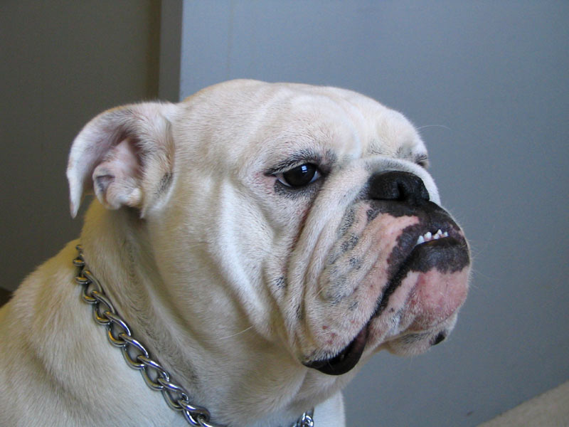 pictures of a bulldog canine