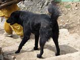 pictures of a black dog