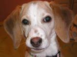 pictures of beagle puppy