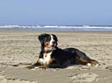 pictures of a bernese mountain dog