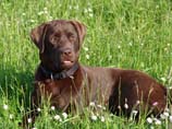 pictures of meadow dog