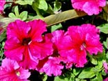 pictures of Petunia flower