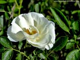 pictures of White rose with leaves