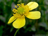 pictures of yellow flower