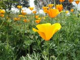 pictures of Poppy flower garden