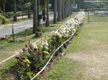 pictures of Flower bed