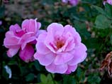 pictures of pair of Roses