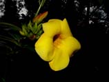 pictures of a yellow flower