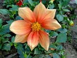pictures of a dahlia flower