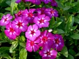 picture of Garden phlox flowers