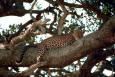 Picture of a Leopard sitting in a tree