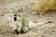 Picture of a Vervet Monkey  (Green)