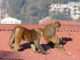 Picture of monkeys on the roof of a house