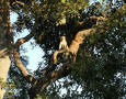Picture of a monkey sitting on tree