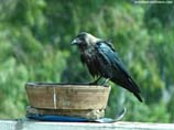 pictures of A crow