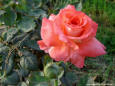 Most Beautiful Picture 25 - A rose in a garden