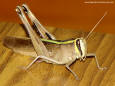 Most Beautiful Picture 26 - Close-up of a grasshopper