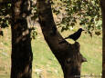 Most Beautiful Picture 29 - Photo of a solitary crow in a tree