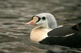 Most Beautiful Pictures 32 - photo of a male King Eider