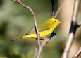 Most Beautiful Picturer 33 - image of a Wilson's Warbler 