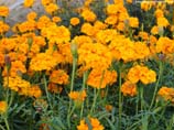 pictures of Marigold flower