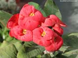 pictures of red flower