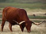 pictures of Longhorn grazing
