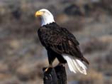pictures of a bald eagle