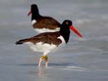 pictures of Oystercatchers on beach