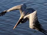 pictures of Brown Pelican