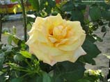 pictures of yellow rose