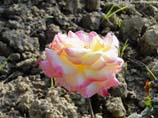 pictures of multi-colored rose