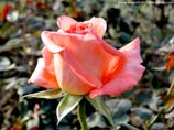 pictures of pink rose