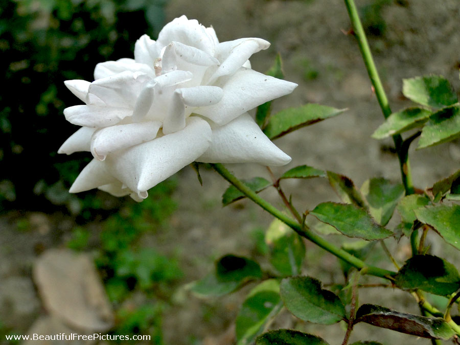 pictures of white rose plant