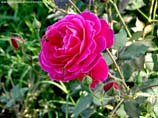 pictures of red rose with fly