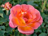 pictures of yellowish pink rose