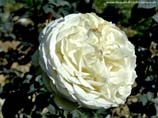 pictures of white rose