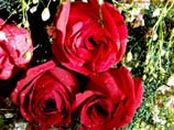 pictures of Bouquet of roses