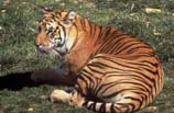 pictures of a Bengal Tiger