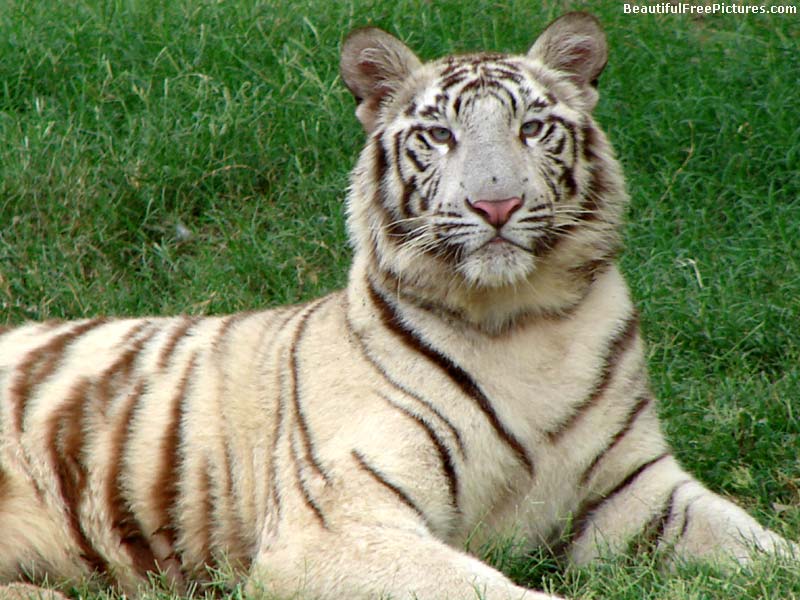 pictures of a white tiger