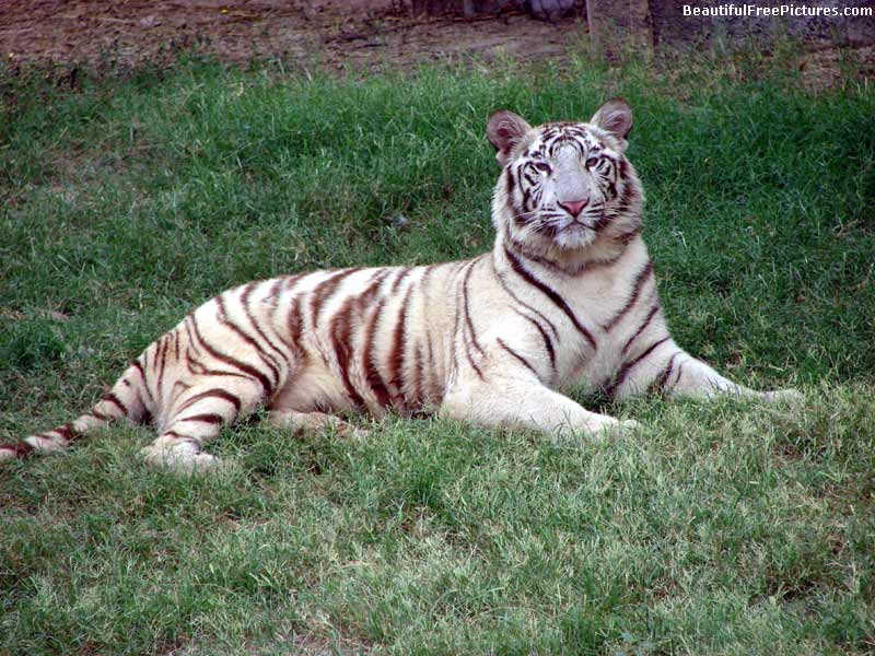 pictures of tiger is resting