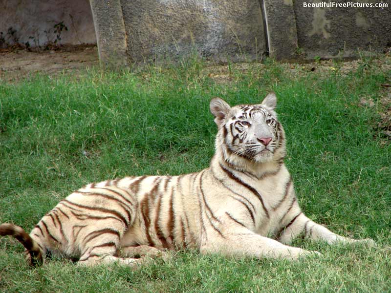 pictures of a white tiger