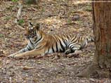 pictures of a peaceful tiger