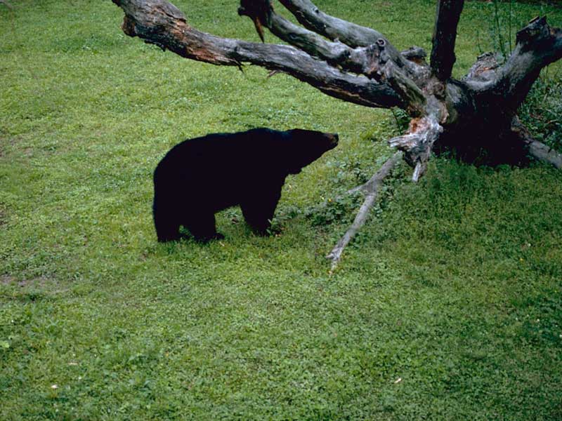 dead tree and a bear